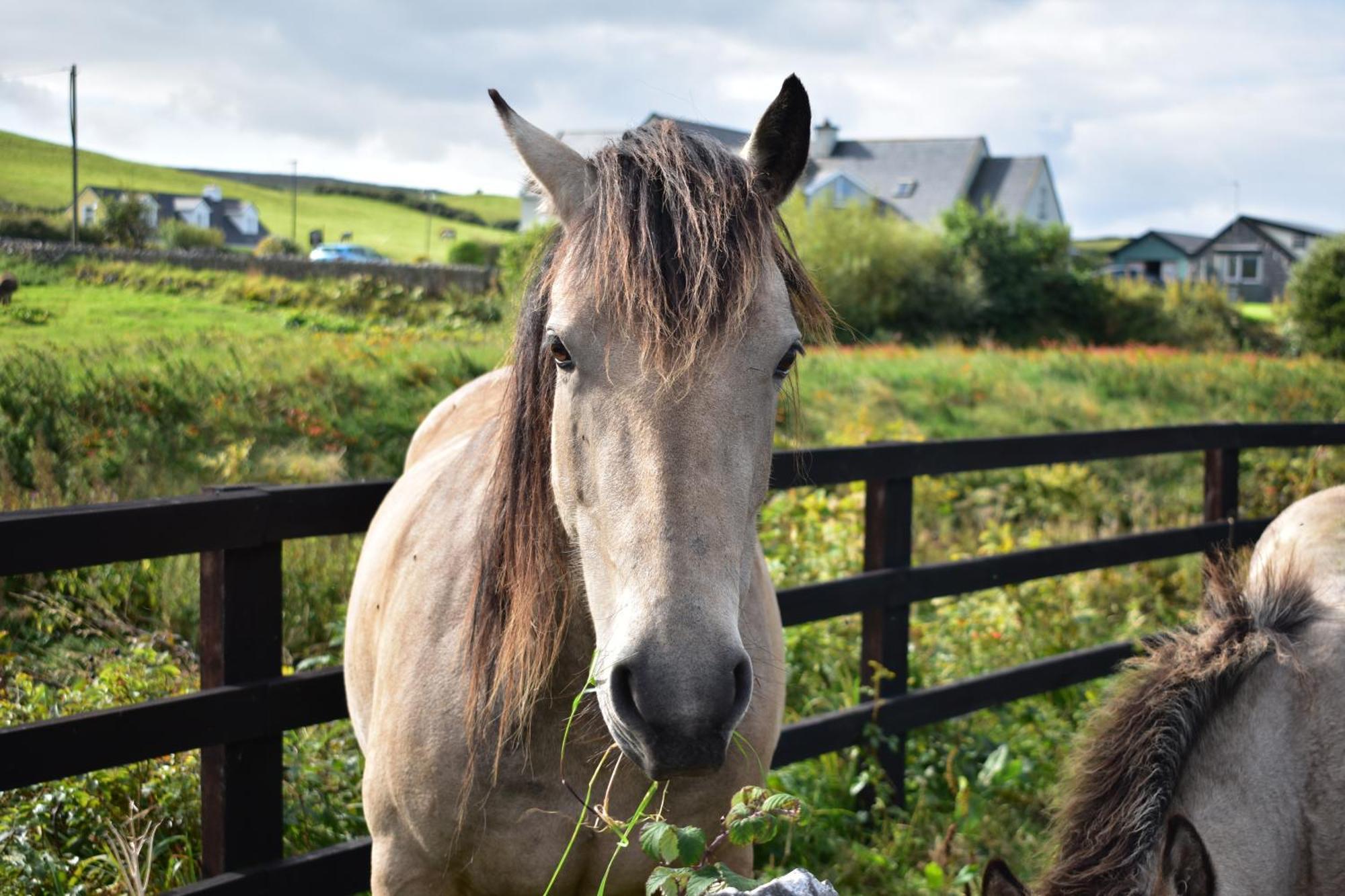 ホテル Doolin Glamping エクステリア 写真